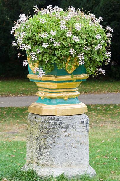 Blooming Geranium in a stone vase. - Photo, image