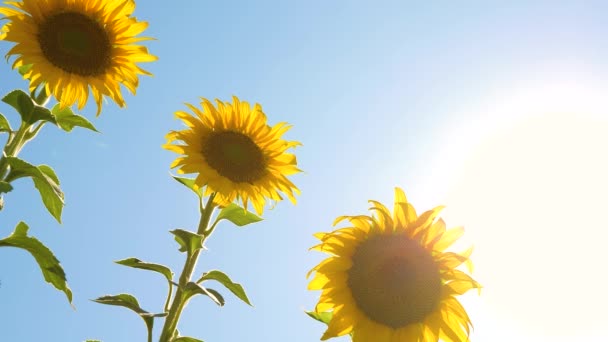 Een veld van gele zonnebloem bloemen tegen een achtergrond van wolken. Een zonnebloem sways in de wind. Prachtige velden met zonnebloemen in de zomer. Gewas van gewassen die op het veld rijpen. - Video