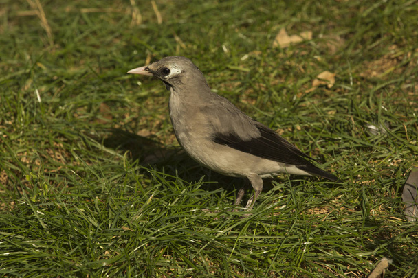 The Wattled starling (Creatophora cinerea). - Fotografie, Obrázek
