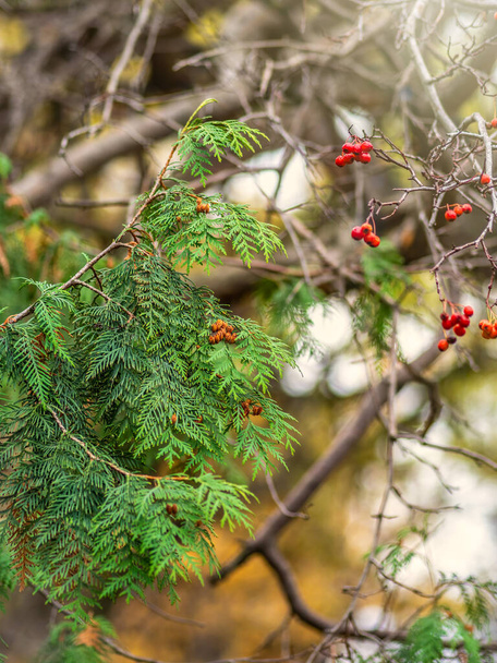 Green thuja branches and red rowan berry in autumn park. - Valokuva, kuva