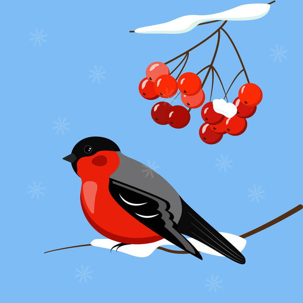 Illustration bullfinch on a snowy branch, Rowan in the snow. Vector graphics - Vetor, Imagem