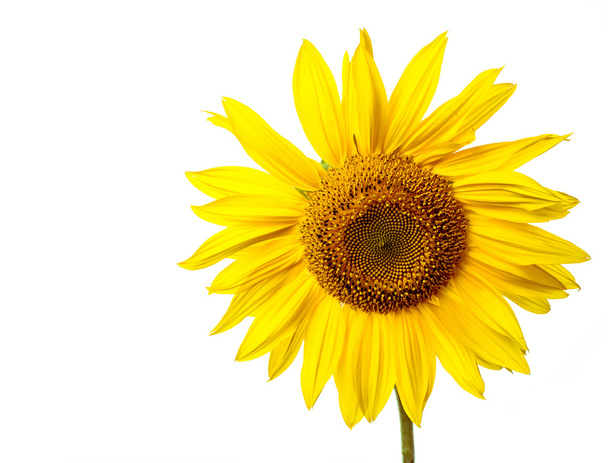 Sunflower Isolated - Photo, Image