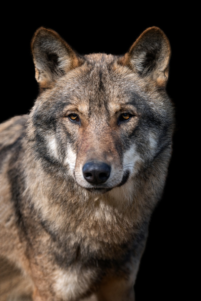 Κοντινό πορτρέτο ενός γκρίζου λύκου (Canis Lupus) - Φωτογραφία, εικόνα