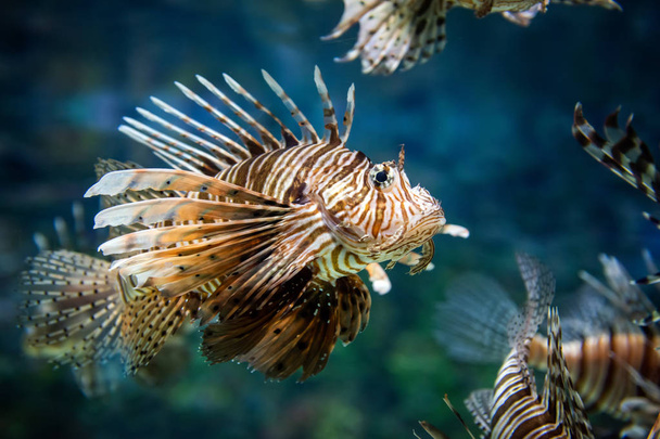 Beautiful lion fish hovering in mid water hunting for small prey - 写真・画像