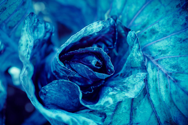 Cyan blue cabbage natural background flora from flowers, macro photo - Φωτογραφία, εικόνα