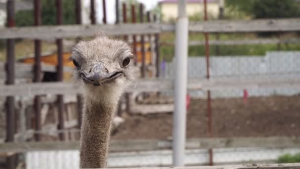 A struccfarmon. Ostrich a kamerába néz, közelről.. - Felvétel, videó