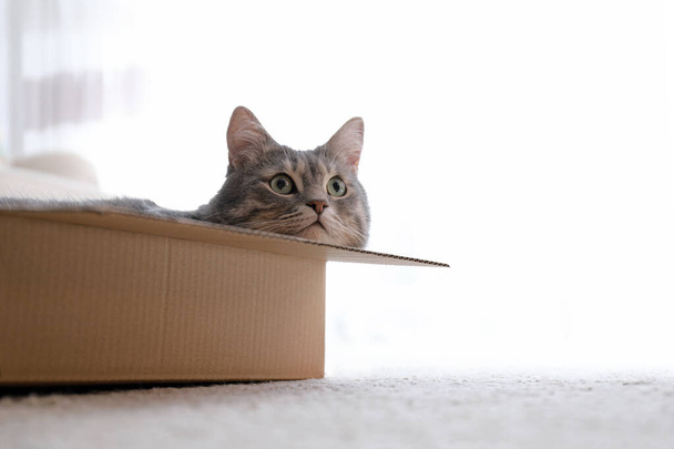 Cute grey tabby cat in cardboard box on floor at home - Foto, Imagen