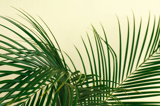 Tropikalne liście na beżowym tle, zbliżenie. Stylowy element wnętrza - Zdjęcie, obraz