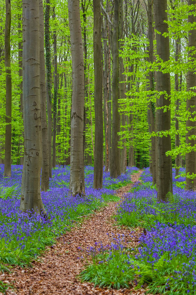 Διάσημο δάσος Hallerbos στο Βέλγιο Βρυξέλλες - Φωτογραφία, εικόνα