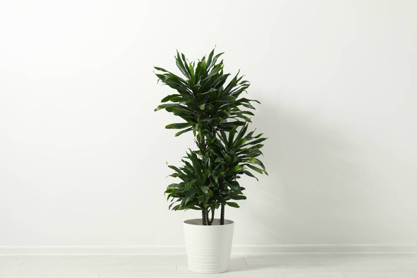Tropical plant with lush leaves on floor near white wall - Foto, immagini