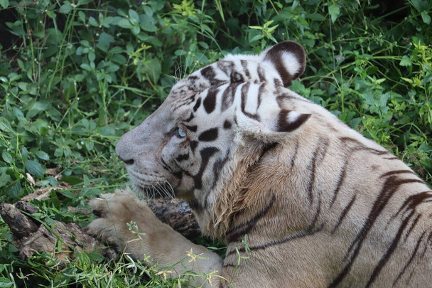 Nahaufnahme Portraitaufnahme eines weißen Tigers. Großer weißer Tiger liegt auf Gras aus nächster Nähe. - Foto, Bild