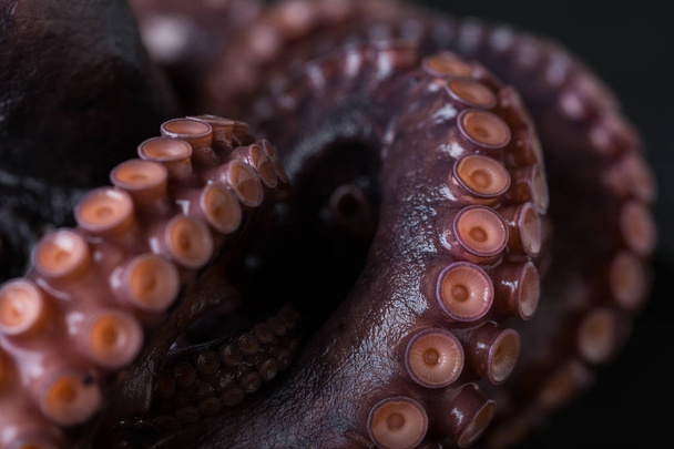 Octopus on a plate on a dark background - Фото, изображение