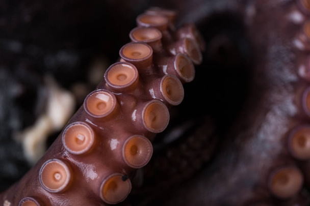 Octopus on a plate on a dark background - Foto, afbeelding