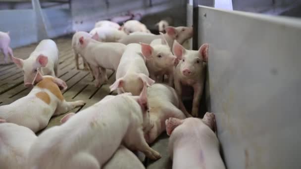 industria ganadera porcina jaula ganadera
 - Metraje, vídeo