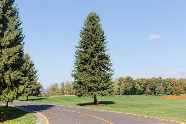 Local asphalt road with spruces standing separately on both road - Foto, imagen