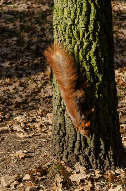 Curioso scoiattolo carino sull'albero nel parco autunnale. Primo piano
 - Foto, immagini