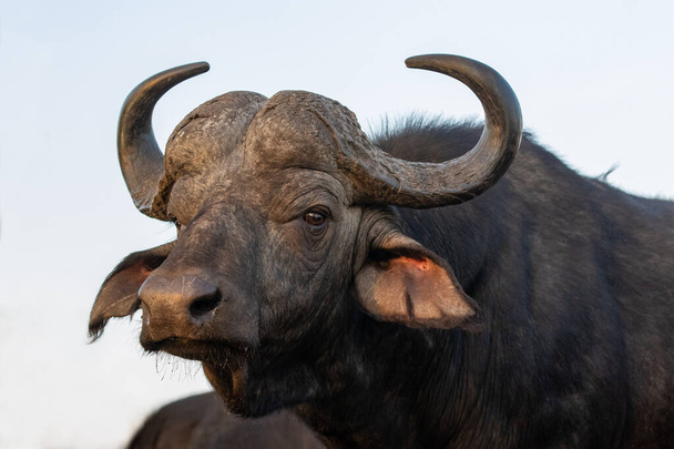 Portrait of an African buffalo in Zimanga private game reserver - Photo, Image