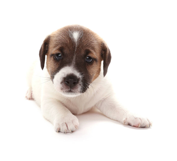 Jack Russell Terrier puppy, 1 months old. Isolated on white - 写真・画像