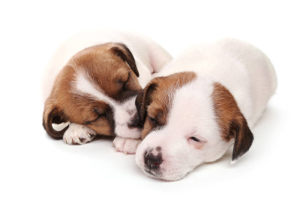 Śpiące szczenięta hodują Jack Russell Terrier, 1 miesiąc. Odizolowane na biało. - Zdjęcie, obraz
