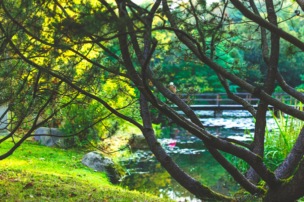 Abete rosso giapponese che cresce vicino al laghetto
 - Foto, immagini