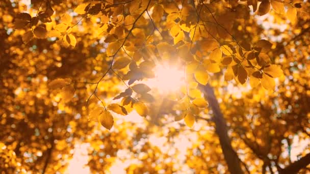 Liść na jesienny drzewo z kolorowy rozmyty tło. Upadek w parku.  - Materiał filmowy, wideo
