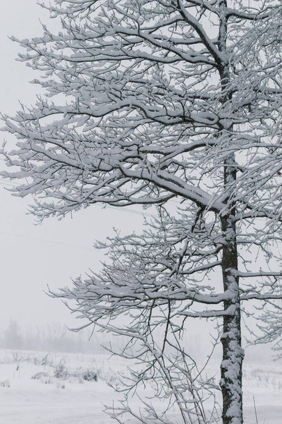 Árvore nua coberta de neve
 - Foto, Imagem