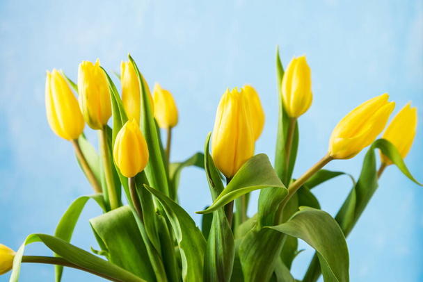 Bouquet of yellow tulips on a blue background - Photo, Image