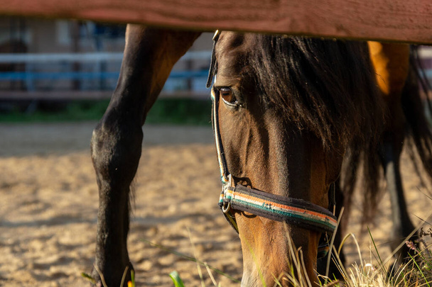 portrait d'un cheval sur le terrain - Photo, image