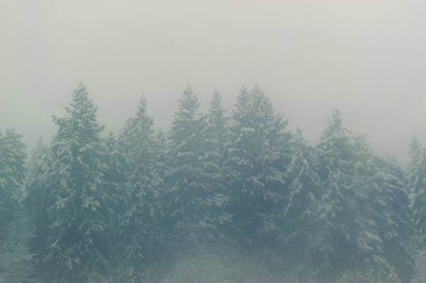 köd hideg téli reggel  - Fotó, kép
