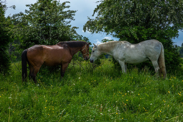 Wild and free horses grazing in the Swiss Jura Alps - Fotoğraf, Görsel