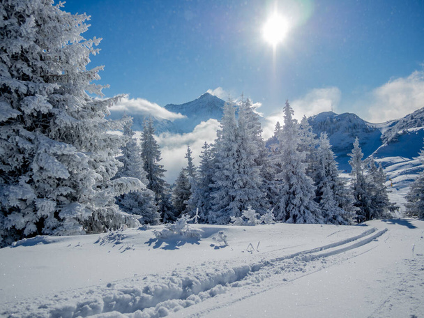 Neve árvores cobertas nos Alpes
 - Foto, Imagem