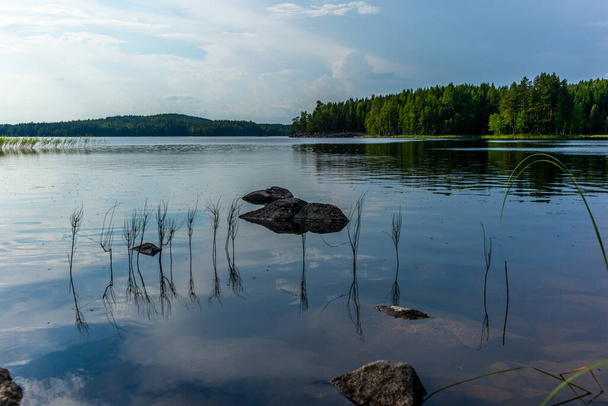 The quiet wild forest on the shore of the Saimaa lake in the Kolovesi National Park in Finland - Valokuva, kuva
