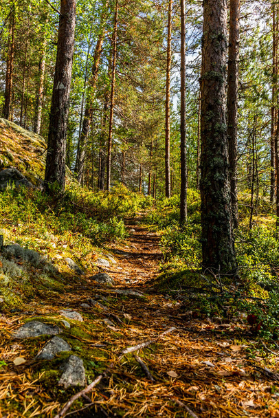path in the Kolovesi National Park in Finland among plants of blueberries - Foto, Imagem