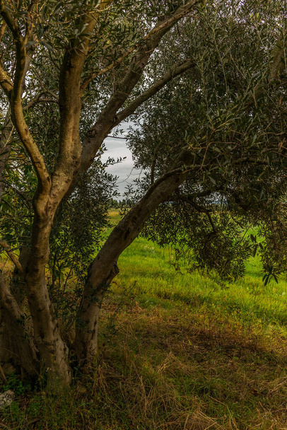 Drzewa oliwne w Toskanii załadowane dojrzałymi oliwkami jesienią - Zdjęcie, obraz