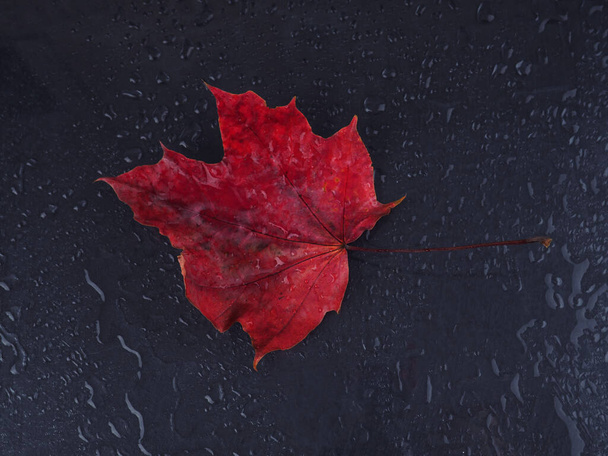 una foglia d'acero rossa su fondo nero in gocce di pioggia. Spazio per testo, cartolina
 - Foto, immagini