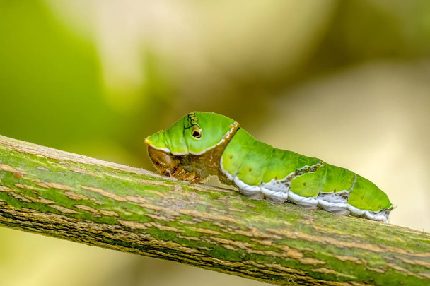 Kelebek - stok görüntü güzel aterpillar - Fotoğraf, Görsel