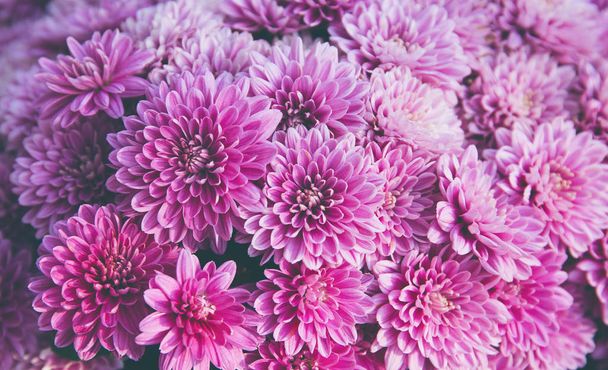 Chrysanthemum flowers  as a beautiful autumn background. Fall th - Photo, Image