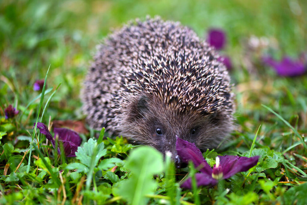 Hedgehog (Erinaceus Europaeus) wild, European hedgehog - Photo, Image