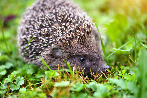 Hedgehog, (Nome científico: Erinaceus europaeus) selvagem
 - Foto, Imagem