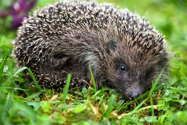 Hedgehog (Erinaceus europaeus). Cute hedgehog face with beady eyes - Photo, Image