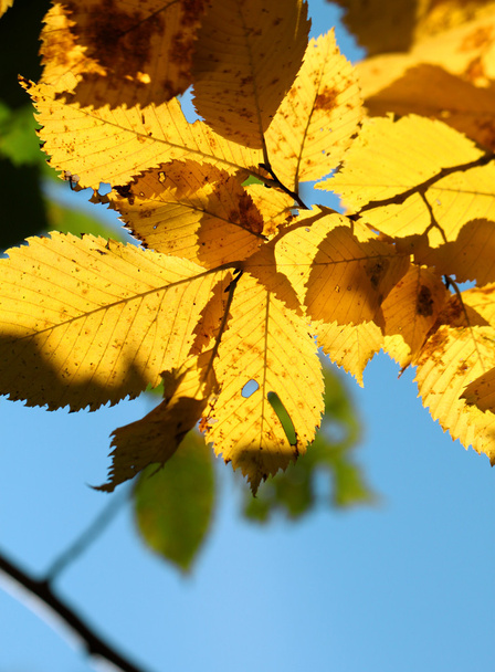 yellow leaves - Foto, Bild