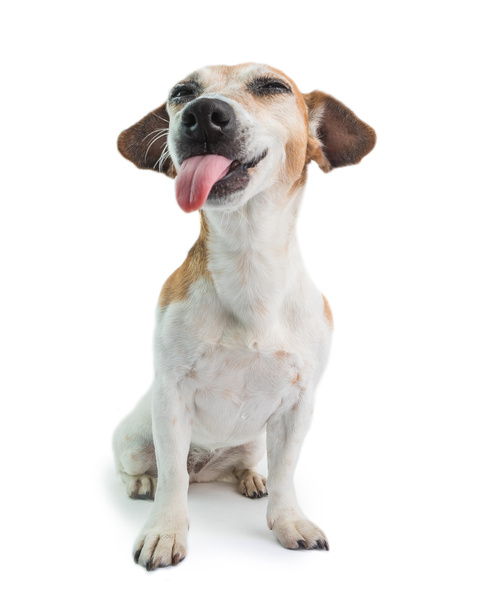 Teasing funny dog with tongue iut. White background. Adorable Jack russell terrier . silly attitude - Zdjęcie, obraz