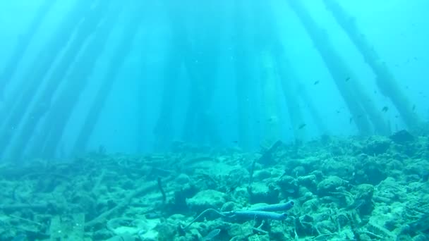 κοραλλιογενή ζωή Καραϊβική θάλασσα Bonaire νησί υποβρύχιες καταδύσεις δύτες βίντεο - Πλάνα, βίντεο