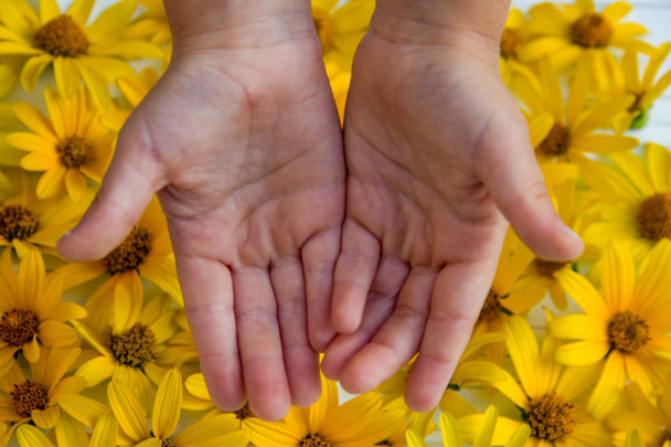 mãos de crianças em um contexto de flores amarelas
 - Foto, Imagem