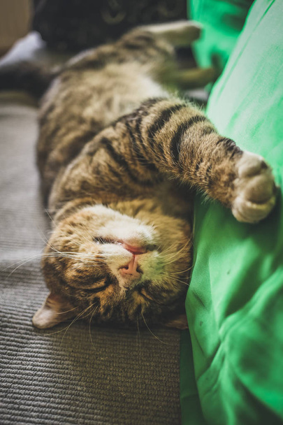 Un grande gatto tigre sdraiato e appoggiato sulla schiena su un letto accanto a un cuscino verde
 - Foto, immagini