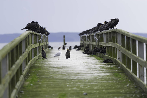 Sassnitz - de gesloten pier is een oase van aalscholvers - Foto, afbeelding