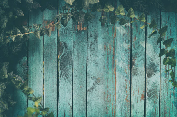 Μπλε ένα ξύλινο φόντο με φύλλωμα κισσού - Βαμμένο παλιό ξύλινο πρόσοψη με πράσινο κισσό - Vintage σπίτι μπροστά με ξεπερασμένο φράχτη και αειθαλές φύλλωμα. Αντιγραφή χώρου - Φωτογραφία, εικόνα