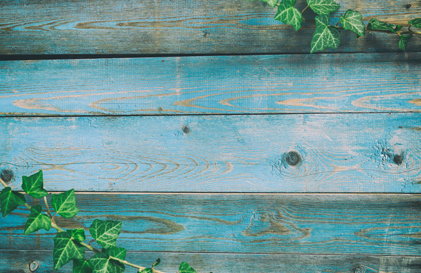 Синий деревянный фон с плющом листвы - окрашенный старый деревянный фасад с зеленым плющом - Винтажный дом фронт с выветриваемым забором и вечнозеленой листвы. Копирование пространства
 - Фото, изображение