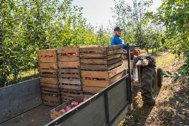 Farmer on a tractor picking an autumn harvest of apples, focus on wooden crates on a trailer - Fotoğraf, Görsel