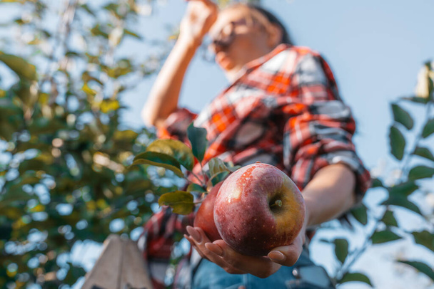 nuori tyttö pitää omenaa kädessään, pudottaa syksyn sadon puuhun pyyhkii hikeä otsastaan kädellään kovan työn aikana
 - Valokuva, kuva